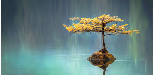 Header image for Mindful Glimpses: Meditation